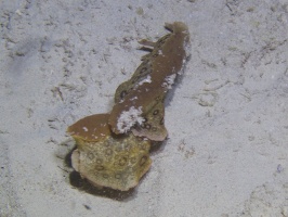 Spotted Sea Hare IMG 9381